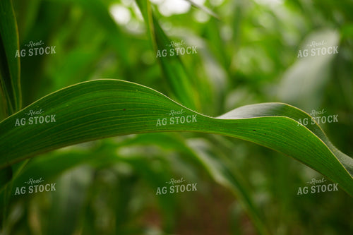 Corn Leaf 148009