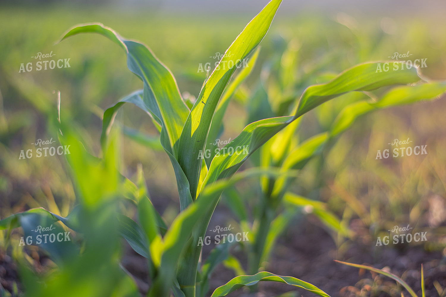 Corn Plant 50388