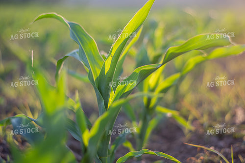 Corn Plant 50388