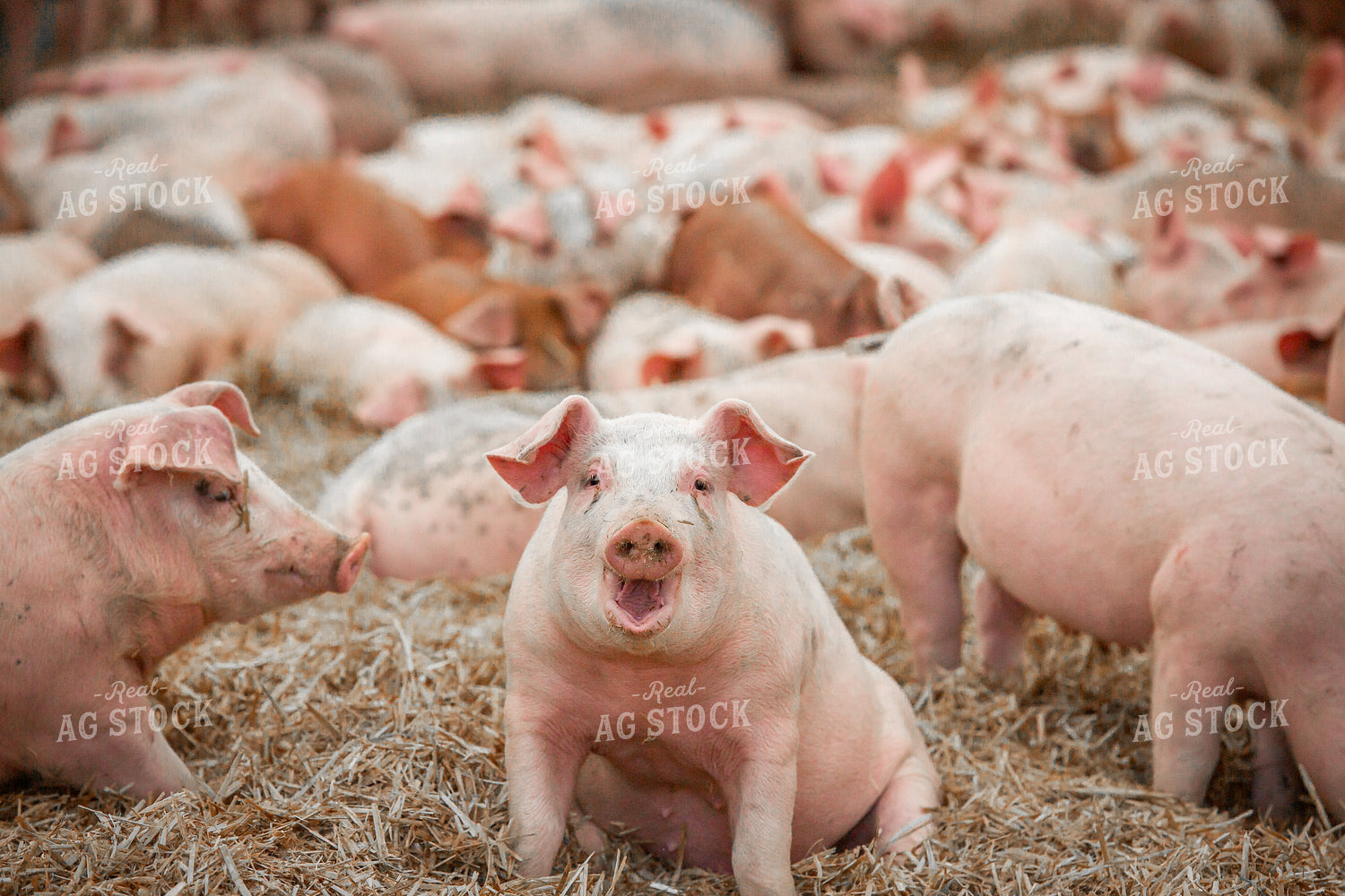 Indoor Pigs 270541