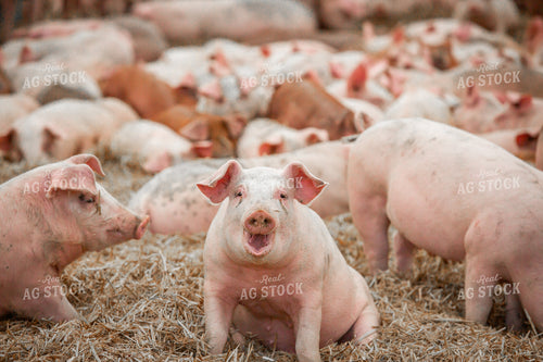 Indoor Pigs 270541