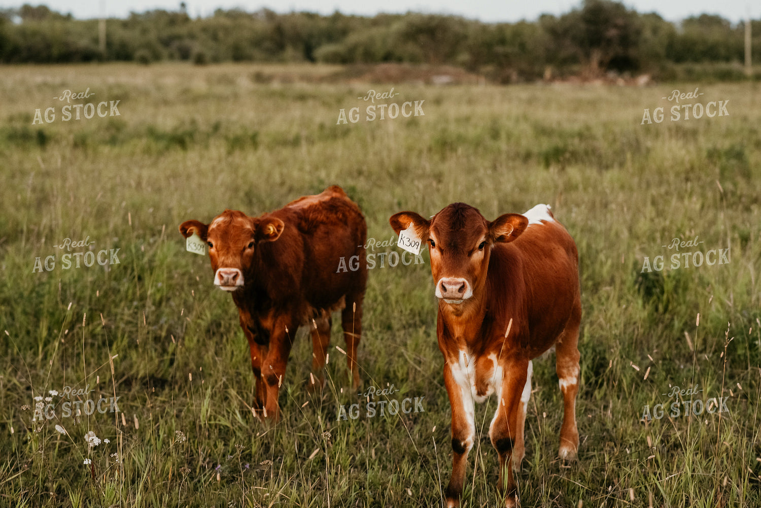 Calves in Pasture 64287