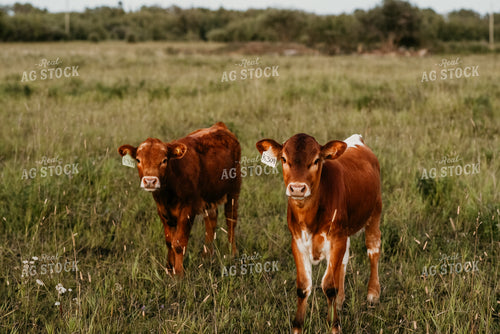 Calves in Pasture 64287