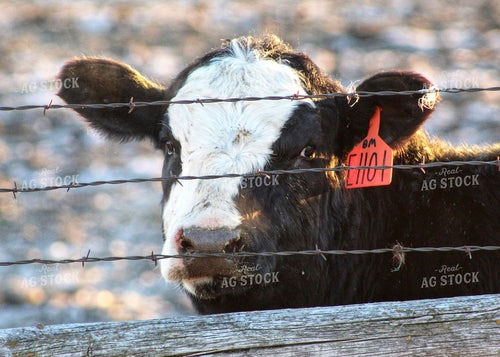 Black Baldy Cow Looking Through Fence 141096