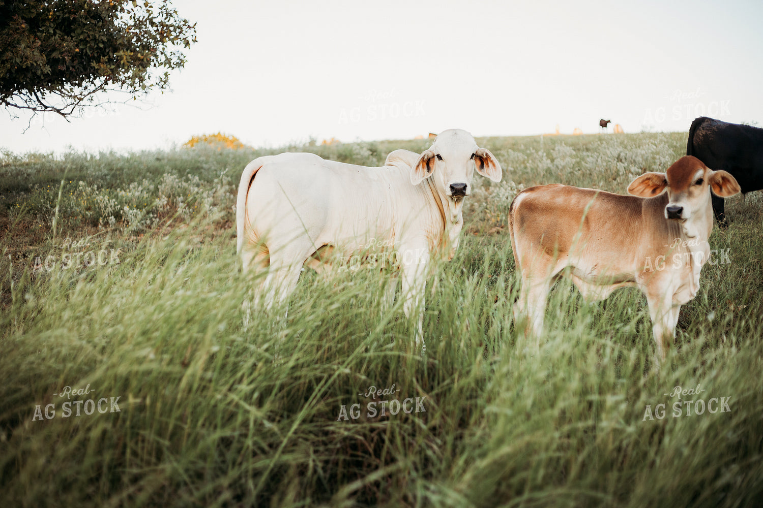 Brahman Cattle 203050