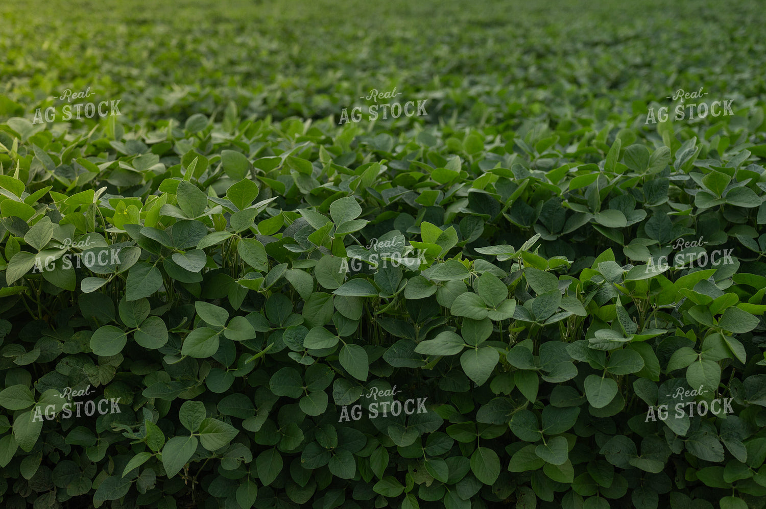Midseason Soybean Field 185109
