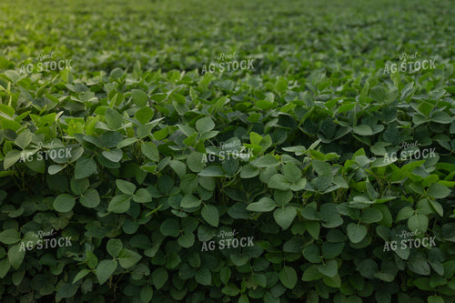 Midseason Soybean Field 185109