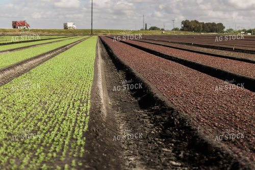 Spring Mix Lettuce Field 7329