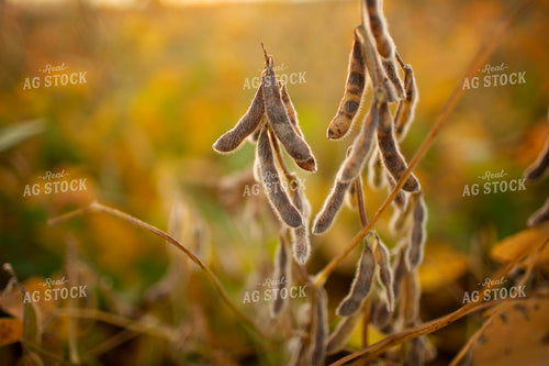 Soybeans - Mid-Season 2365