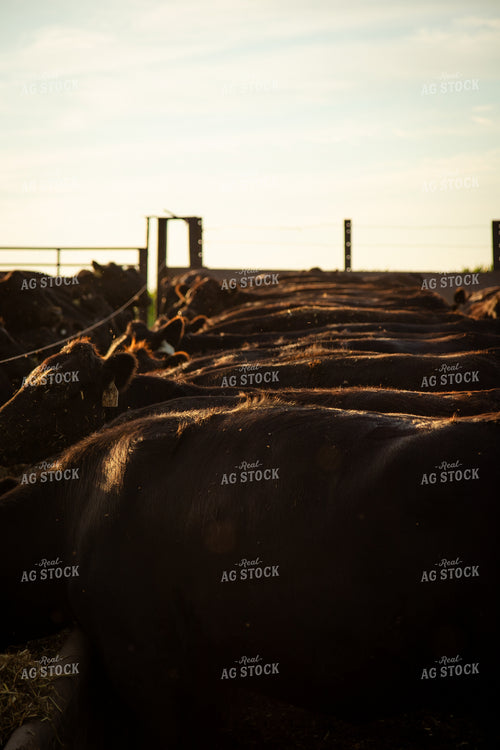 Feeding Cattle 268390