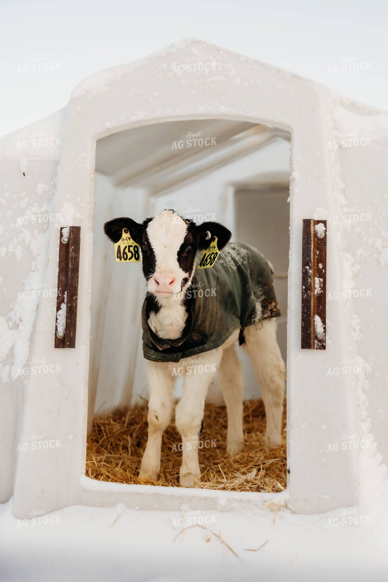 Holstein Calf in Hutch 152255