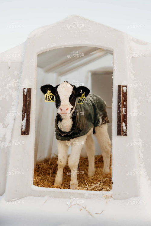 Holstein Calf in Hutch 152255