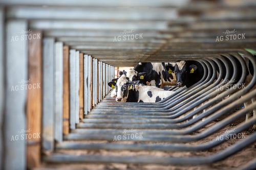 Holstein Cattle in Sand Beds 270227