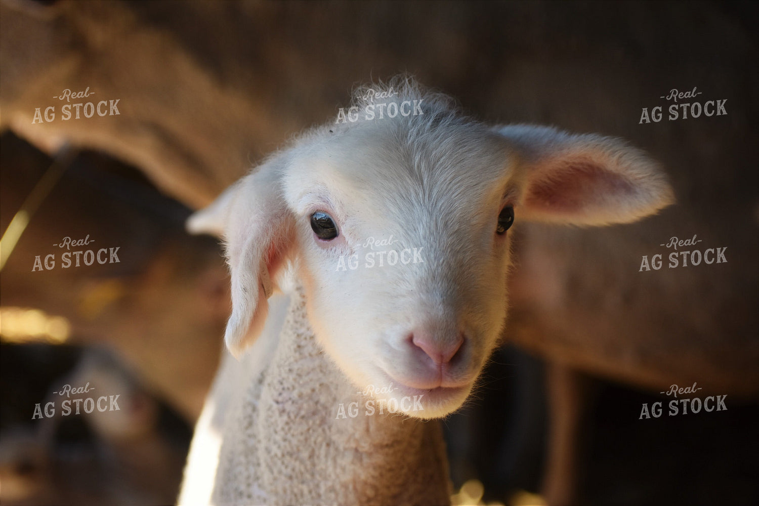Lamb 305010