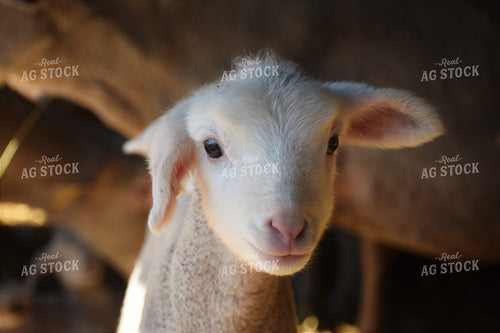 Lamb 305010