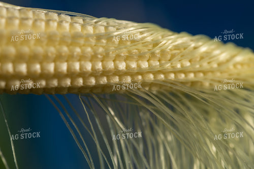 Ear of Corn 76253