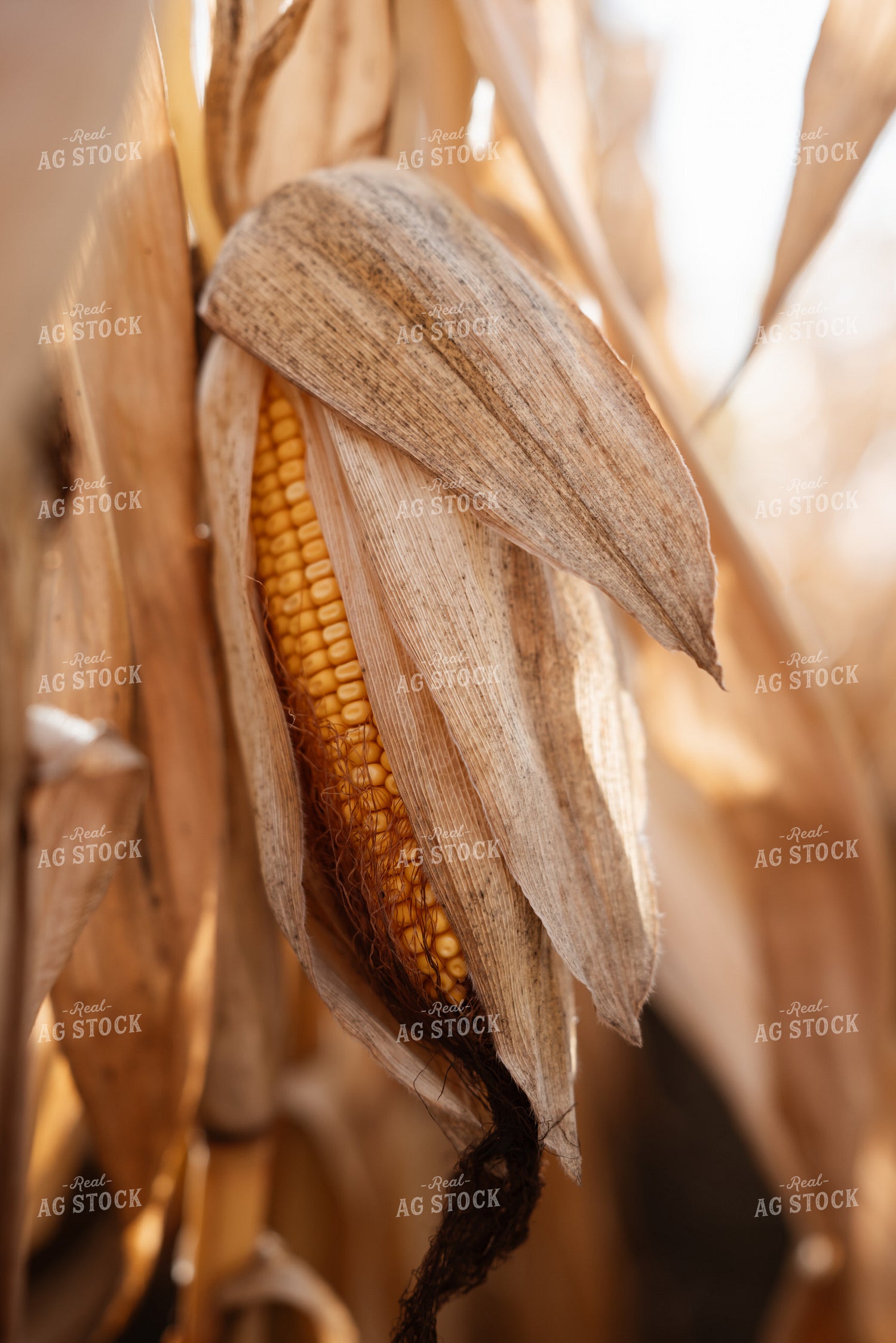 Dried Ear of Corn in Field 137100
