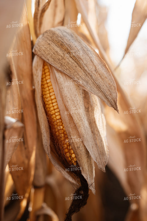 Dried Ear of Corn in Field 137100