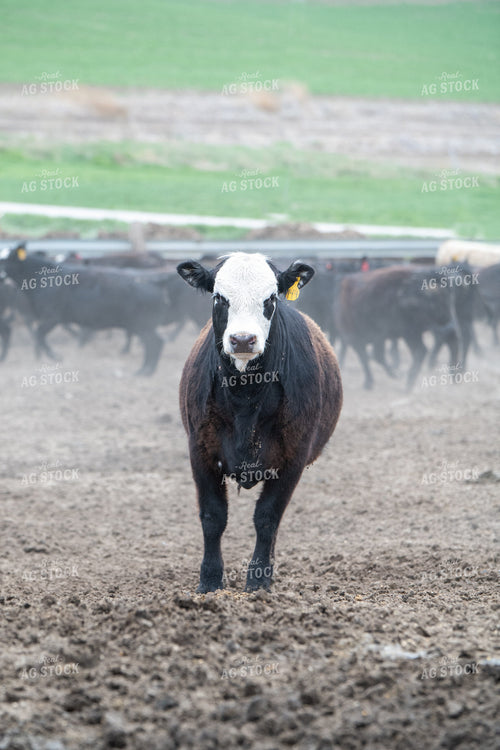 Cattle on Feedlot 193033