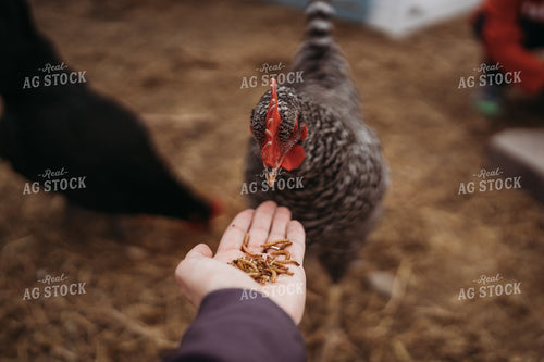 Backyard Chicken 196080