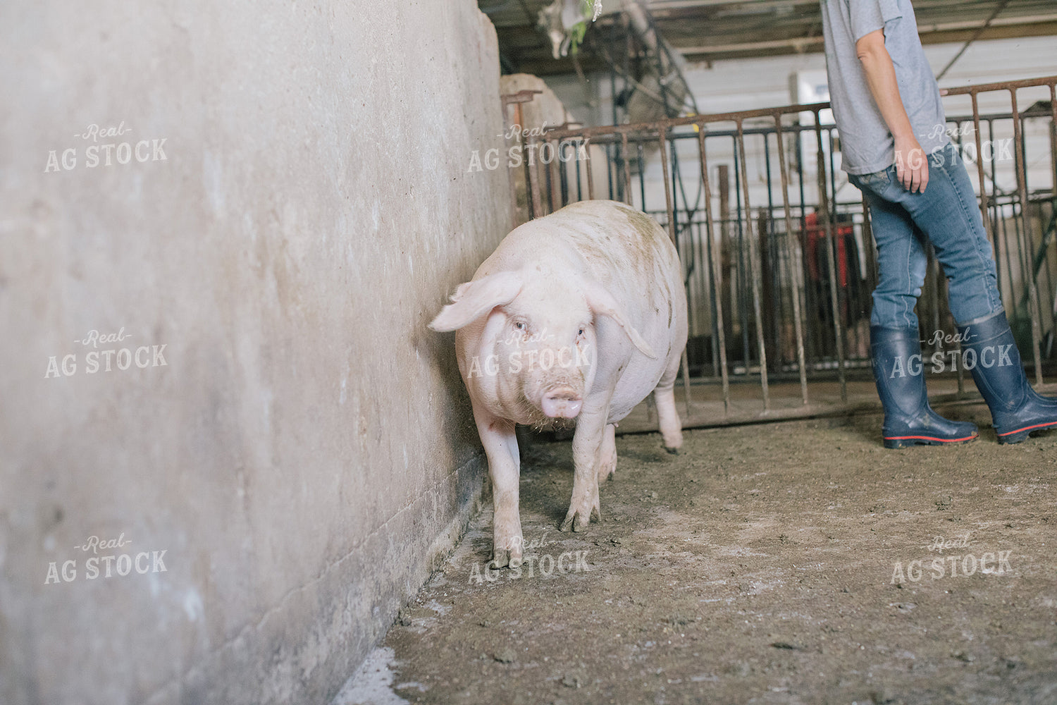 Pig in Pen in Modern Barn 3226