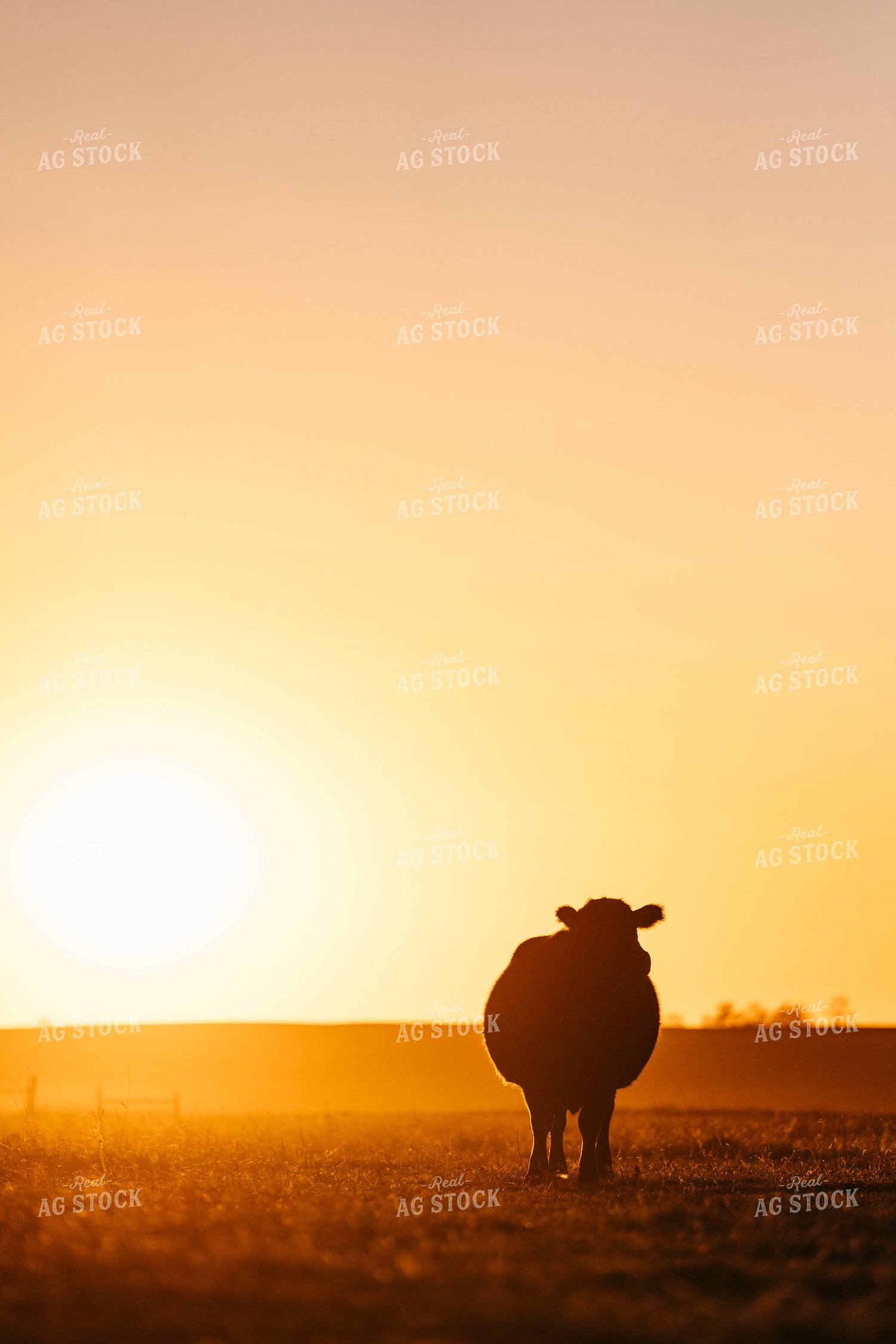 Cow at Sunset 68329