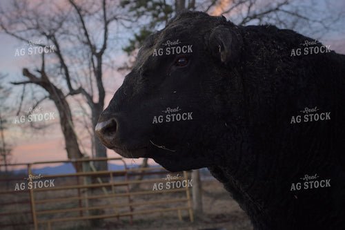 Black Angus Cattle 251121