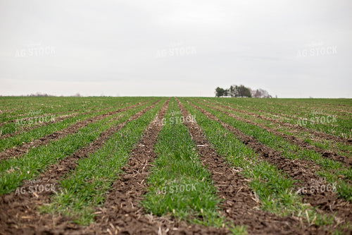 Field of Triticale 93012