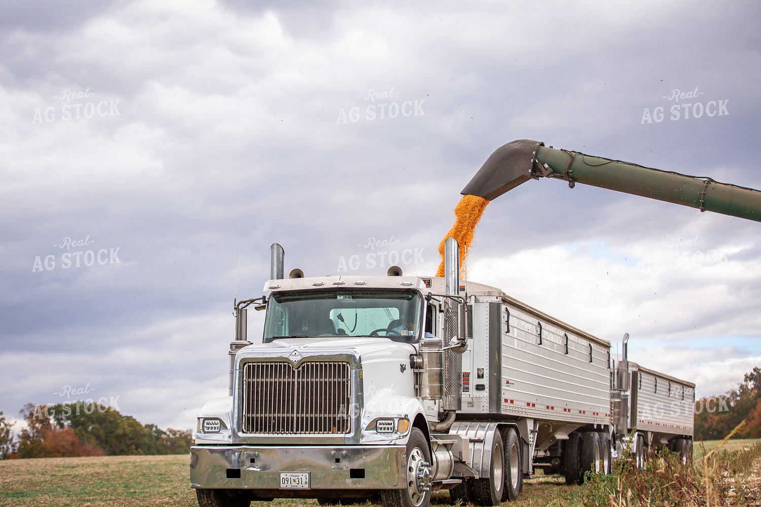 Corn Harvest 270648