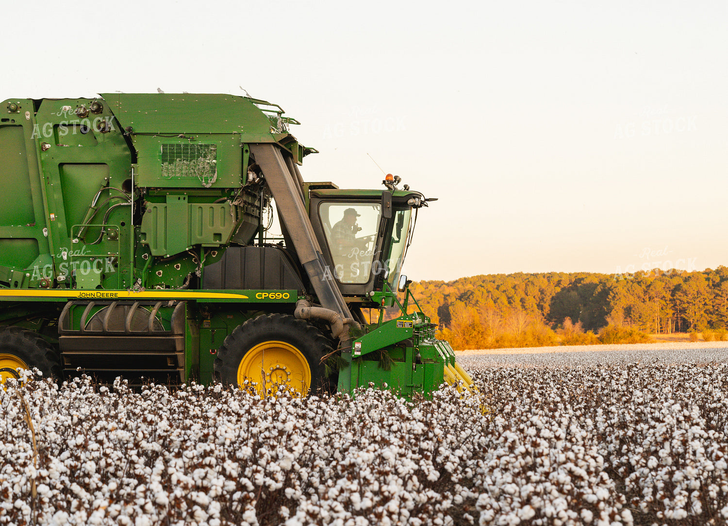 Cotton Harvest 128049