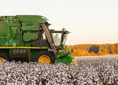 Cotton Harvest 128049