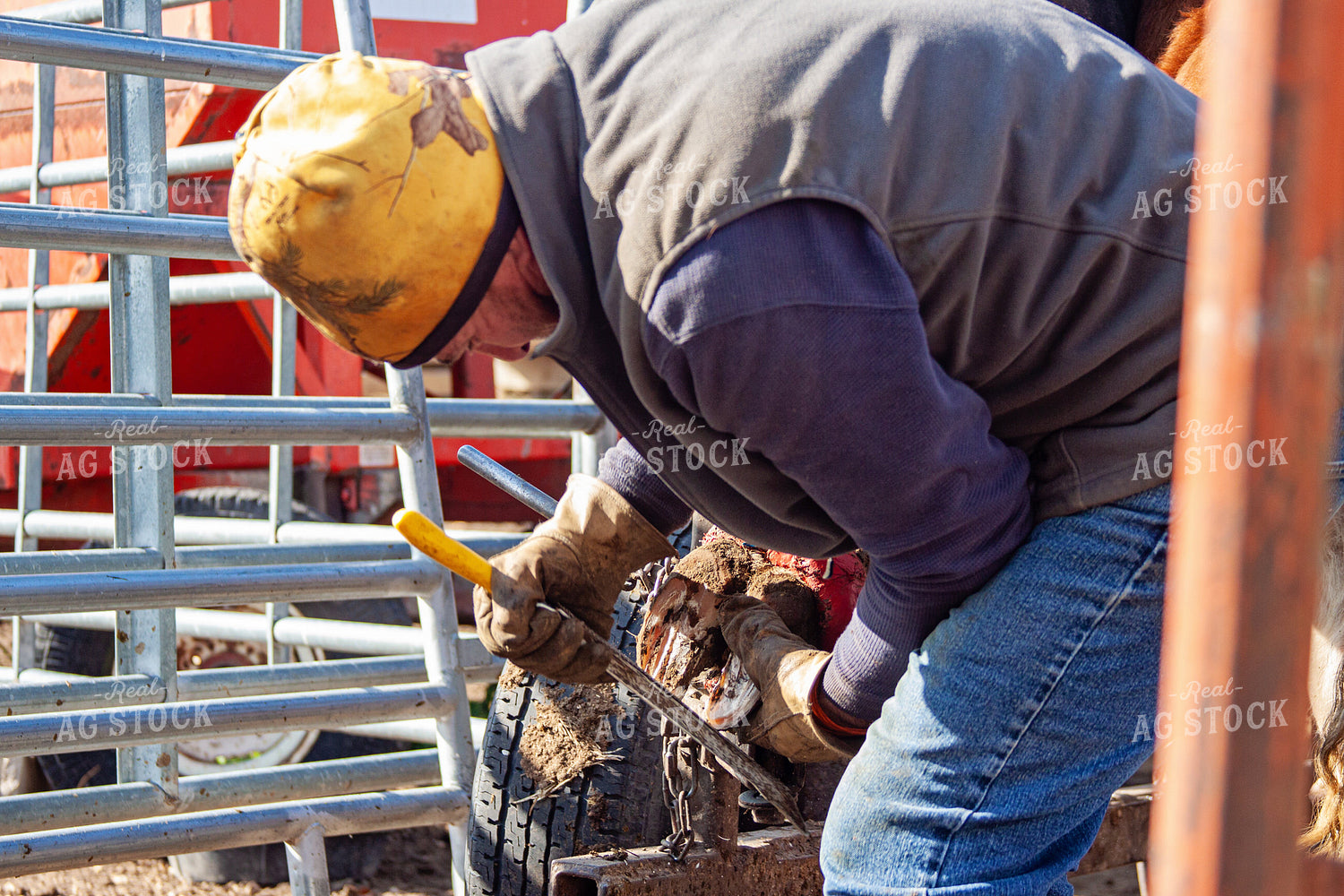Trimming Hereford Cow Hoof 150056