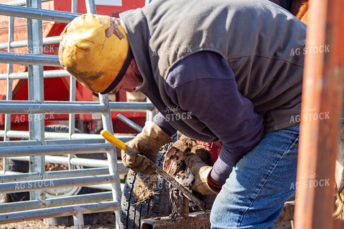 Trimming Hereford Cow Hoof 150056