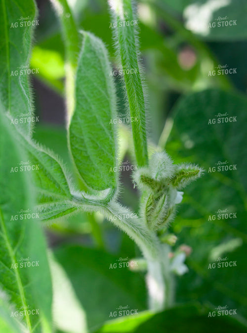 Midseason Soybeans 132165