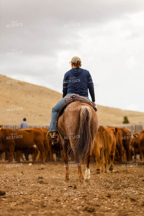 Ranchers Sorting Cattle 97235