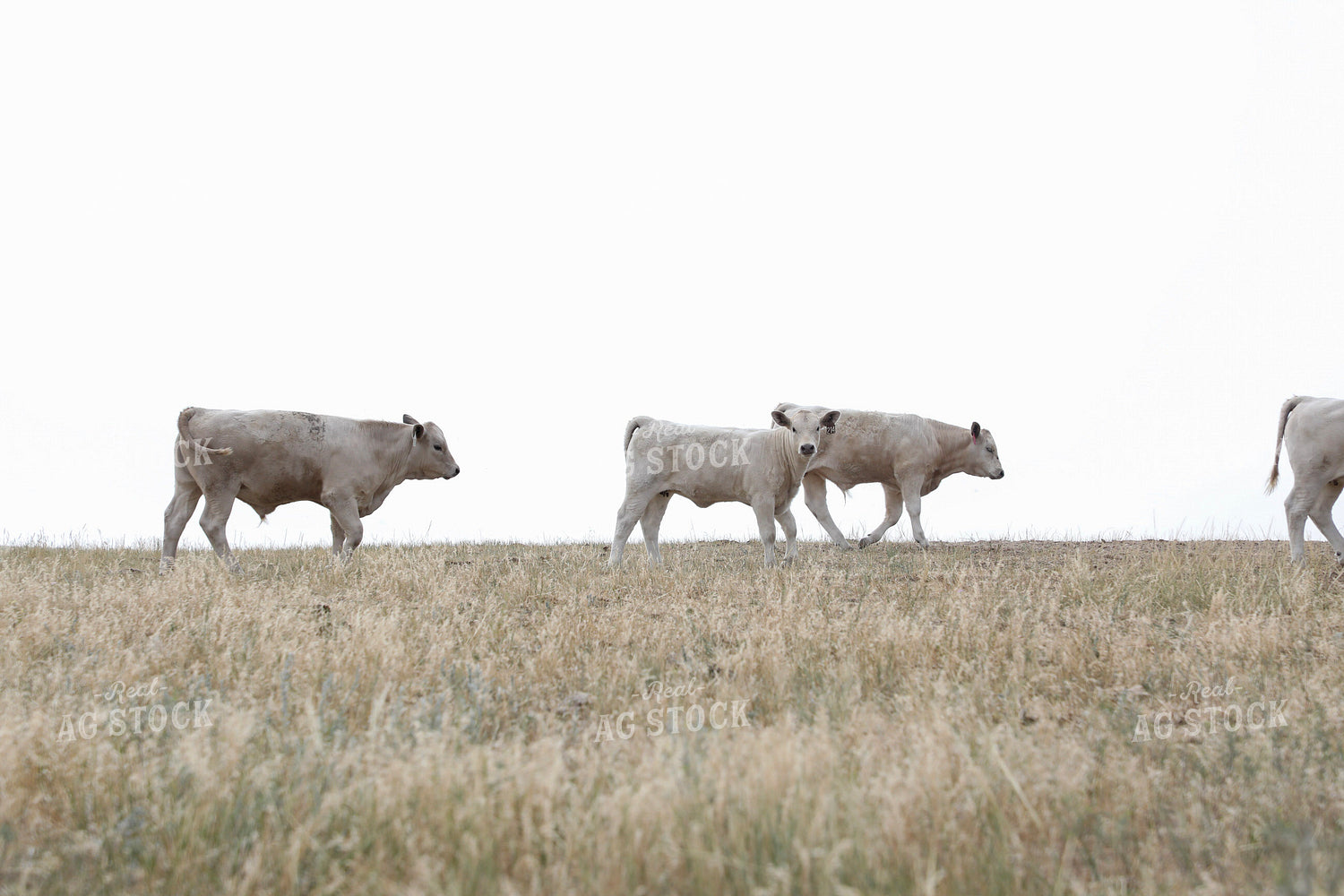 Cross Cattle on Pasture 117252