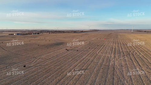 Cattle Grazing in Harvested Field 77312