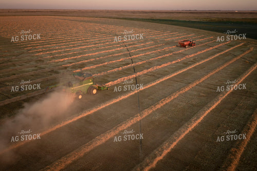 Harvesting Wheat Swaths 135043