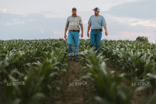 Farmers Scouting Corn Field 7815