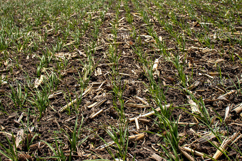 Early Wheat 67065