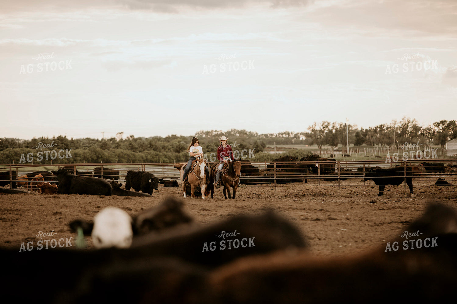 Feedyard 3066