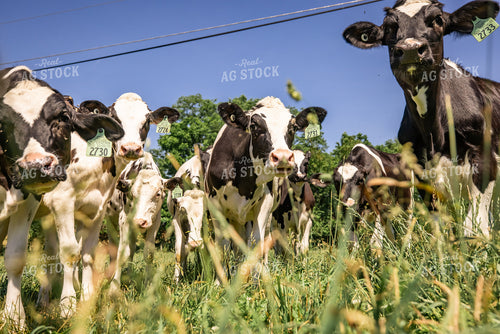 Holstein Calves on Pasture 270353