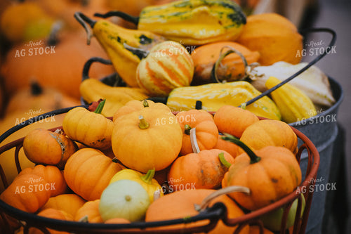 Pumpkins and Gourds 106009