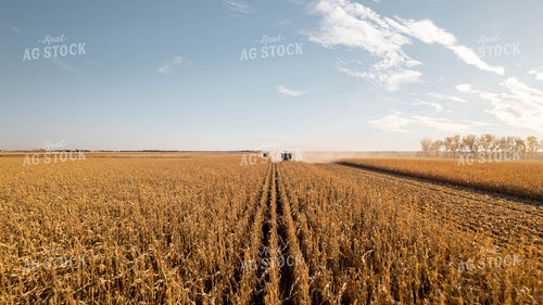 Corn Harvest 114021