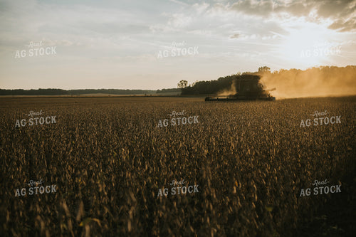 Combine Cutting Soybeans at Sunset 4855