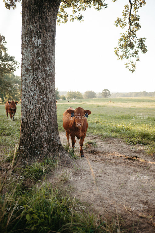 Angus Calves on Pasture 125339