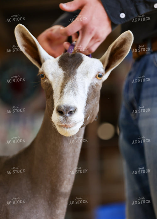 Showing Goats 160088