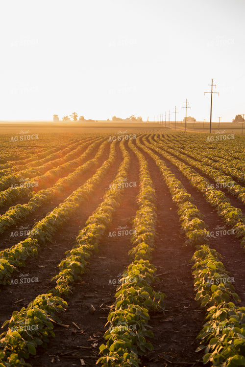 Soybeans - Mid-Season 1467