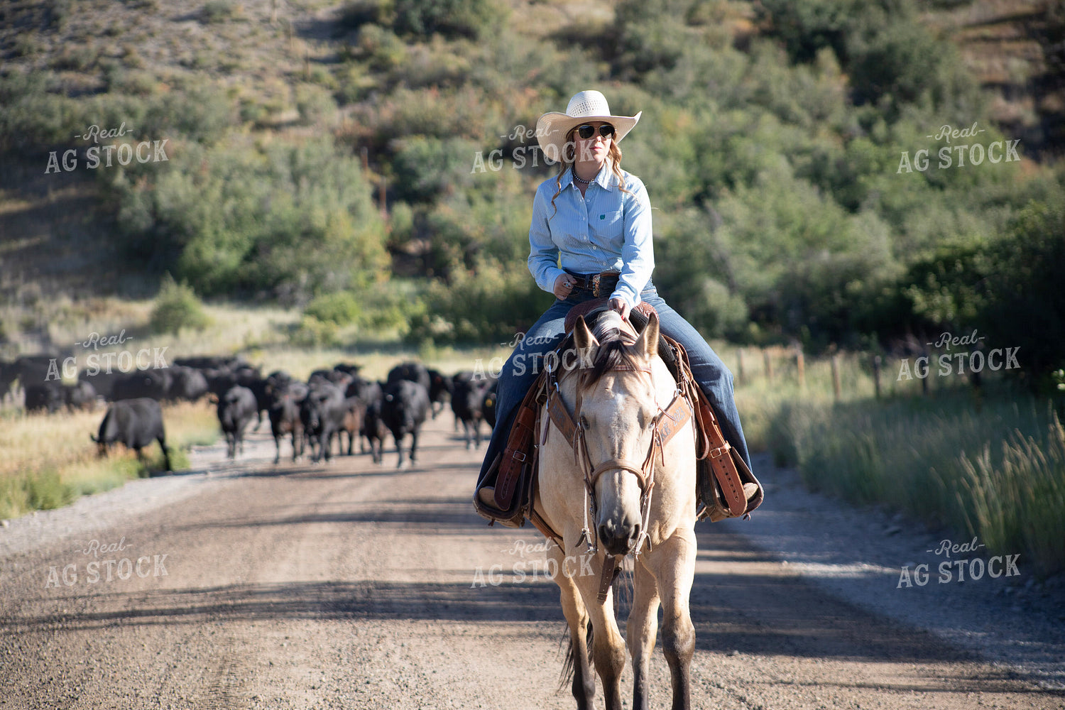 Cowgirl on Cattle Drive 117374