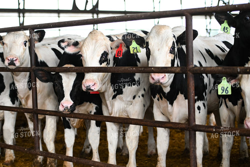 Holstein Cattle in Barn 90098